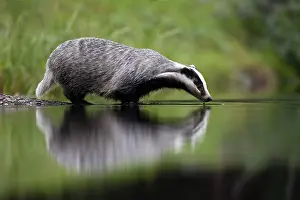 European badger (Meles meles) at a lake with reflection