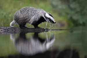 European badger (Meles meles) at a lake with reflection
