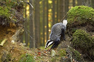 European badger (Meles meles), in the morning light on moss-covered hills standing in the forest