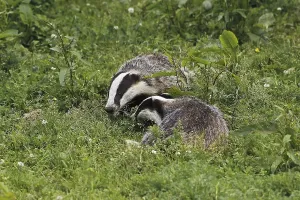 European Badger (meles meles), Pair standing on Grass