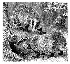 European badger (Meles meles), a predator from the marten family