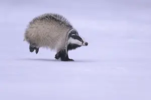 European badger (Meles meles), running in a snowy landscape
