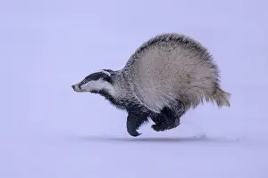 European badger (Meles meles), running in a snowy landscape
