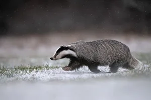 European badger (Meles meles) runs over snowy meadow during snowfall