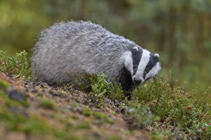 European badger (Meles meles), searching for food between heather