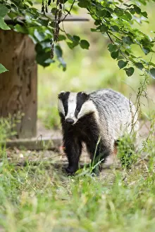 European badger (Meles meles) standing in the grass