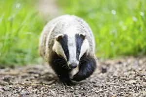 European badger (Meles meles) walking through the grass