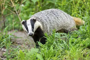 European badger (Meles meles) walking through the grass