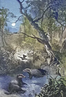 European badgers (Meles meles)