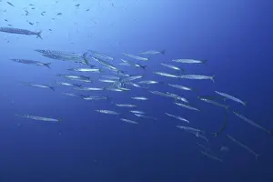 European barracuda (Sphyraena sphyraena)