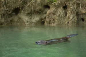 European beaver, Beaver