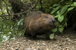 European beaver (Castor fiber)