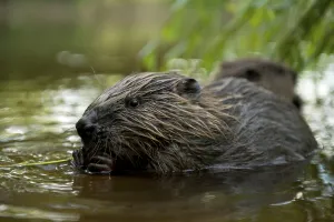 European beaver (Castor fiber)