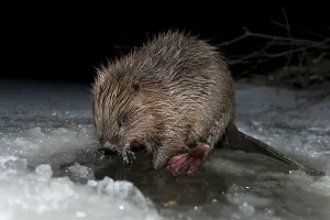 European beaver (Castor fiber)