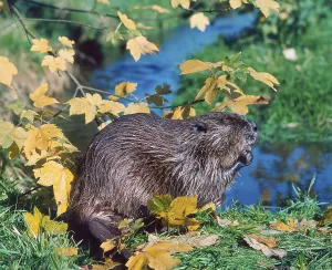 European beaver (Castor fiber)