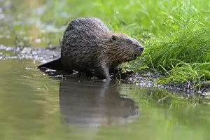 European beaver (Castor fiber)