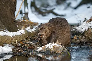European Beaver (Castor fiber)