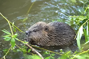 European beaver (Castor fiber)