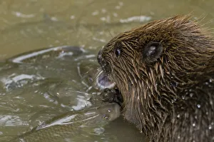 European beaver (Castor fiber) and chub (Squalius cephalus)