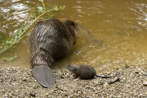European beaver (Castor fiber) and chub (Squalius cephalus)