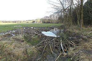 European beaver (Castor fiber) due to dammed stream flooding and damage in adjacent meadow