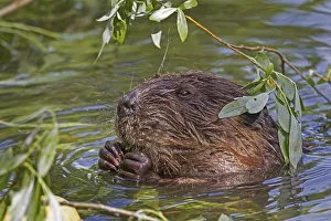 European beaver (Castor fiber) eating in water