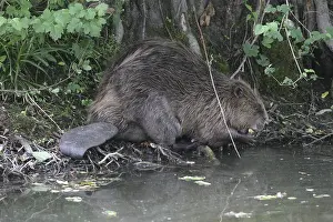 European beaver (Castor fiber) feeding on the bank of a pond