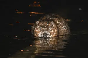 A European beaver sits in water and eats