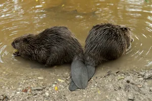 European beavers (Castor fiber)