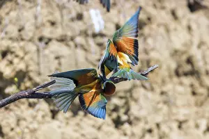 European Bee Eater In Flight (Merops Apiaster)