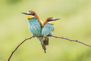 European bee-eater (Merops apiaster)