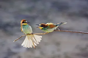 European bee eater (Merops apiaster)