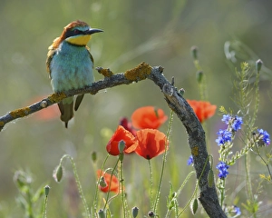 European Bee-eater (Merops apiaster)