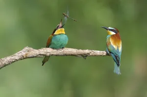 European Bee-eater (Merops apiaster)