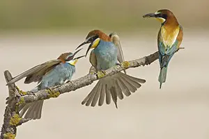 European Bee-eater (Merops apiaster)