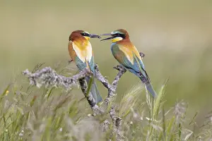European bee-eater (Merops apiaster)
