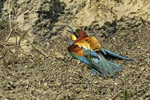 European Bee Eater (Merops Apiaster)
