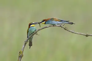 European bee-eater (Merops apiaster)