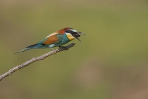 European Bee-eater (Merops apiaster)
