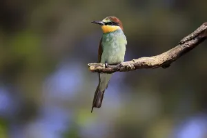 European bee-eater (Merops apiaster)