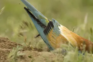 European Bee-eater (Merops apiaster)