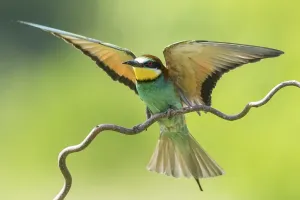 European bee-eater (Merops apiaster) approaching