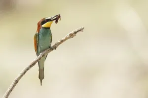 European Bee-eater (Merops apiaster) with bee in beak