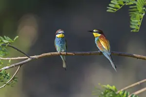 European Bee Eater (Merops apiaster) two on branch in summer