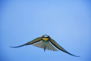 European Bee-eater (Merops apiaster), Bulgaria