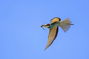 European bee-eater (Merops apiaster) in flight with a dragonfly