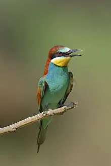 European bee eater (Merops apiaster), Greece