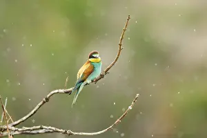 European bee-eater (Merops apiaster) sitting on a branch