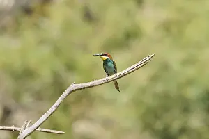 European bee-eater (Merops apiaster) sitting on a branch