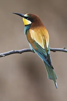 European bee-eater (Merops apiaster) sitting on a branch